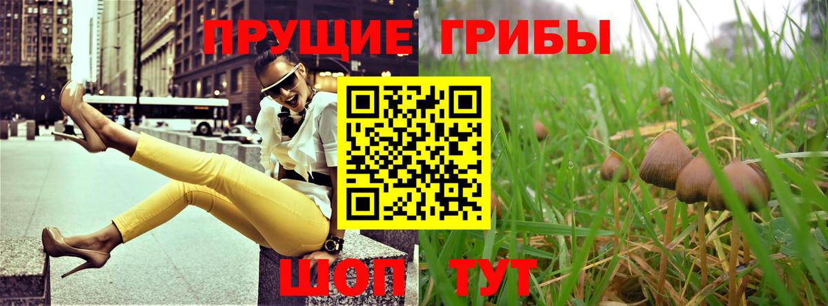 купить наркотики цена  Вход с VPN  Курганинск  Псилоцибиновые грибы Psilocybe 
